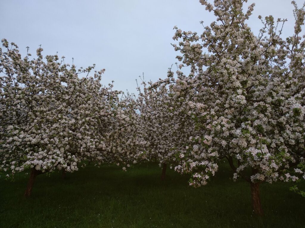 Fleurs, paysage, Gîtes de Mailhac, Ariège, France, campagne