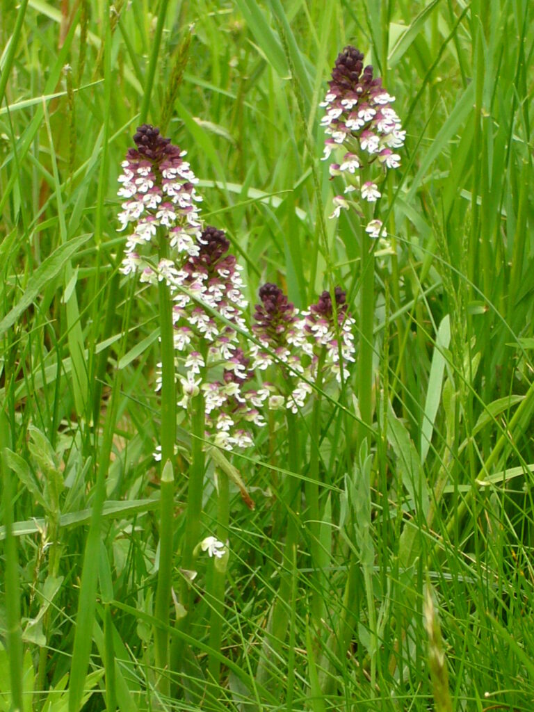 Fleurs, paysage, Gîtes de Mailhac, Ariège, France, campagne